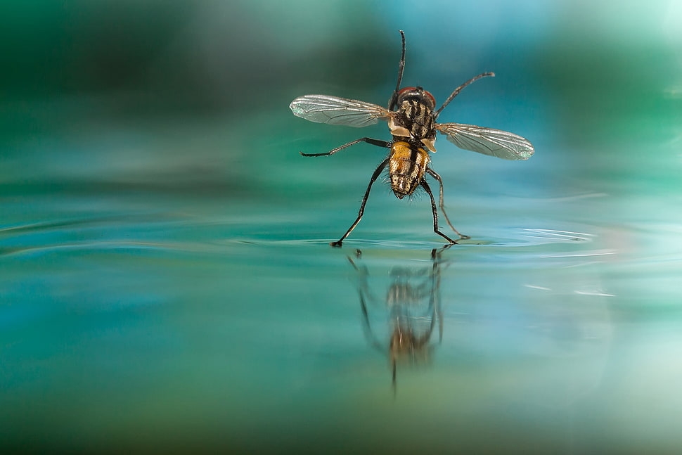 yellow wasp, Fly, water, insect, nature HD wallpaper