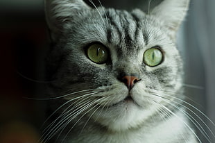 silver tabby cat up close photo HD wallpaper
