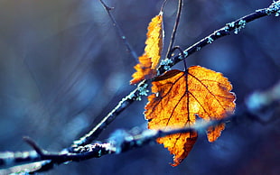 shallow focus photography of brown leaf