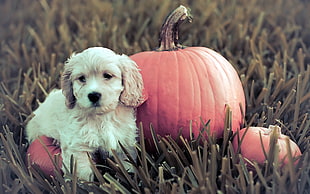 fawn American Cocker Spaniel puppy beside pumpkins HD wallpaper