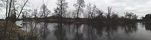 green leafed tree, forest, dead trees, moss, water