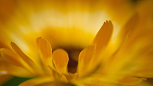 close-up photo of yellow sunflower