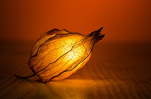 brown leaf with light inside HD wallpaper