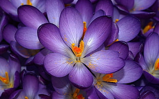 purple and yellow flower decor, nature, flowers, crocus, purple flowers