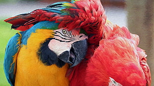 red, blue, and yellow bird, macaws, parrot, birds HD wallpaper