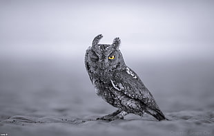 gray owl, animals, owl, wink, closeup HD wallpaper