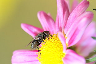Horsefly perching on pink cluster flower HD wallpaper