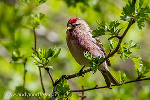 closeup photography of brown small bird perching on branch during daytime, redpolls