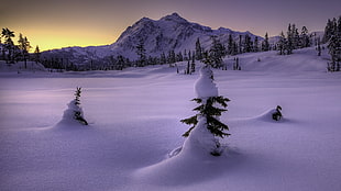 green leafed tree, cold, snow, mountains, trees HD wallpaper