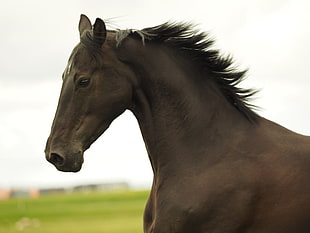 brown and black horse in close-up photography HD wallpaper