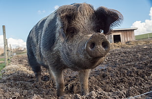 black and brown boar, pigs, animals, mud, dirt HD wallpaper