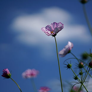 pink petaled flower in selective focus photography HD wallpaper