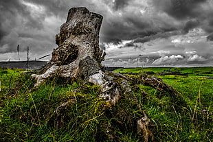 brown wood stump