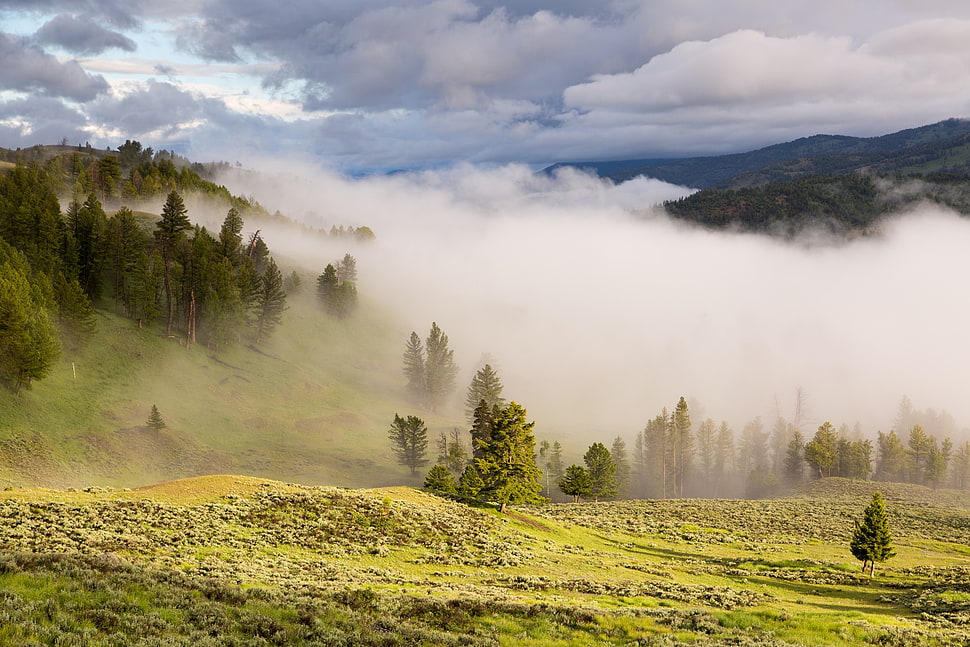 white fog over green tree mountain side taken during daytime HD wallpaper