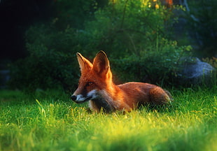 fox on grass field during daytime