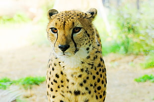 yellow and black lioness, yokohama