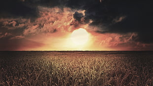 photo of sun and clouds, wheat, landscape, sky, Sun HD wallpaper