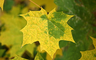 shallow focus photography of yellow and green maple leaf HD wallpaper