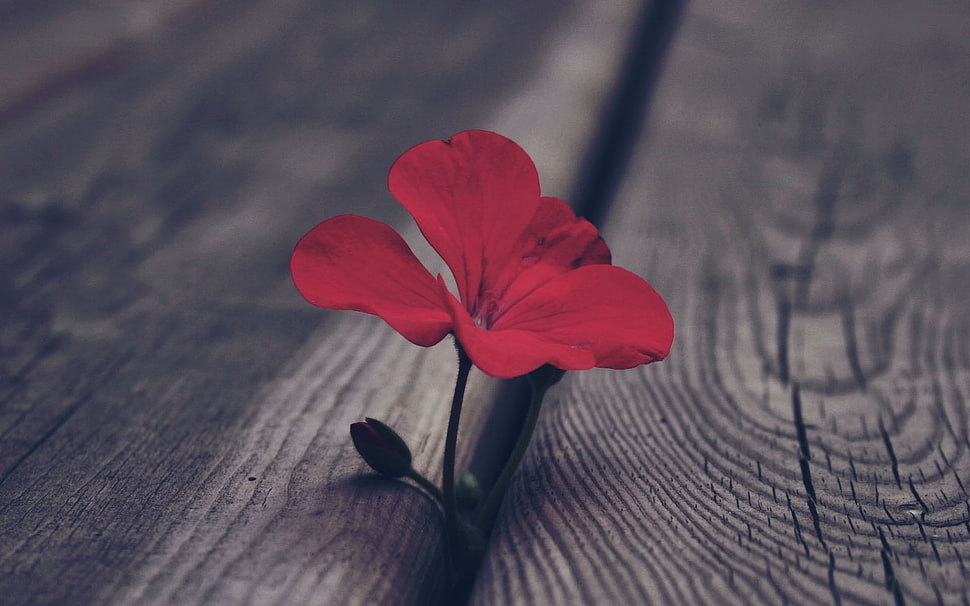 selective color photo of red petaled flower HD wallpaper