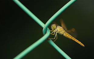 brown dragonfly on blue metal fence close-up photography HD wallpaper