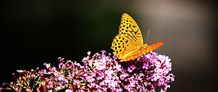 yellow and black butterfly, butterfly, flowers, yellow