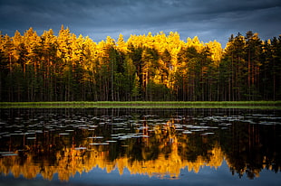 green trees, Trees, Lake, Autumn