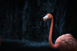 pink flamingo