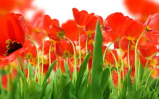 yellow-and-red petaled flowers