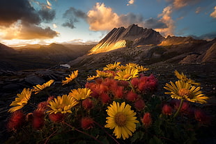 sunflowers with green leaves, nature, mountains, colorful, flowers