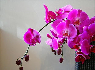 pink Moth Orchids beside white painted wall HD wallpaper