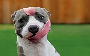 short-coated white and grey dog licking it's face HD wallpaper