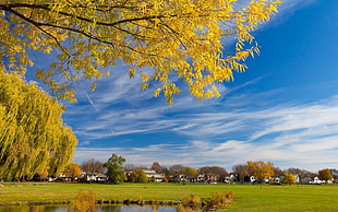 grass field, landscape, nature, trees, house