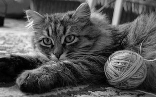 grayscale photo of cat HD wallpaper