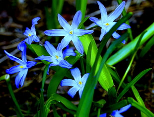 selective focus photography of Glory of the Snow flowers