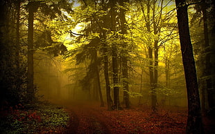 green and brown forest HD wallpaper