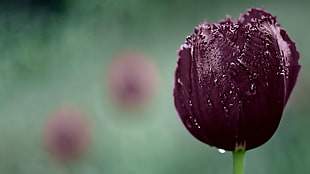 purple Tulip selective-focus photography HD wallpaper