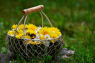 yellow and white flower arrangement on basket HD wallpaper