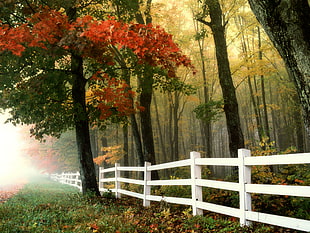 trees with white wooden fence under foggy weather HD wallpaper