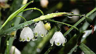 shallow focus photography of lily of the valley HD wallpaper