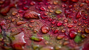 red leaf, nature, water drops, closeup, depth of field HD wallpaper
