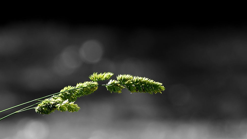 green leafed plant, macro, simple background, minimalism, grass HD wallpaper