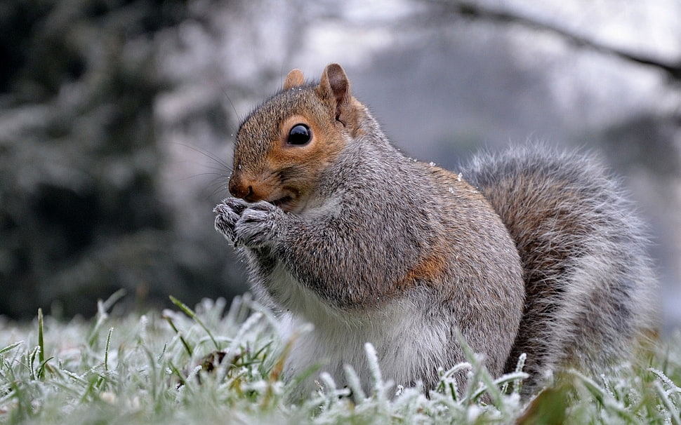 squirrel covered with snow on green grass, squirrel, animals HD wallpaper