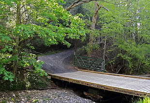 wooden bridge surrounded by trees