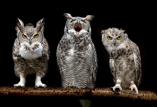three gray owls, birds, owl HD wallpaper