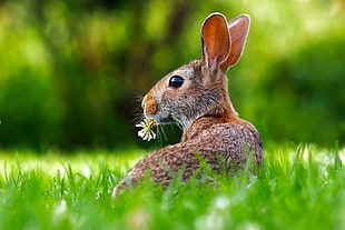 brown hare