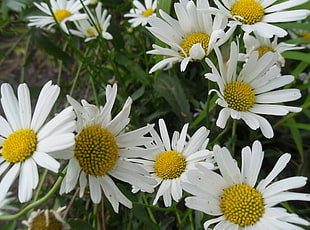 white petaled flowers