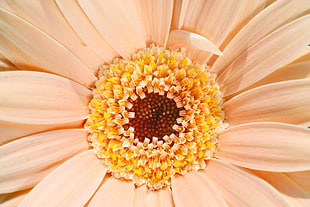 orange gerbera daisy, Gerbera, Daisy, Flower HD wallpaper