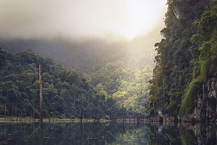 green forest mountain near on body of water during daytime