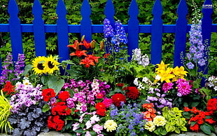 photo of bunch of flower near blue wooden fence during daytime HD wallpaper