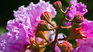 pink petaled flowers